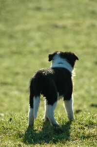 Dog prairie animals