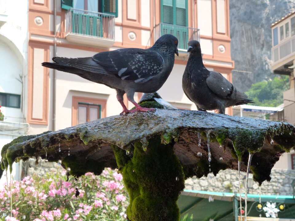 Amalfi thirsty register your pigeons