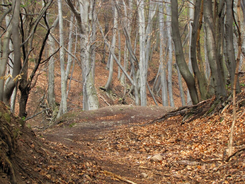 Forest autumn nature photo