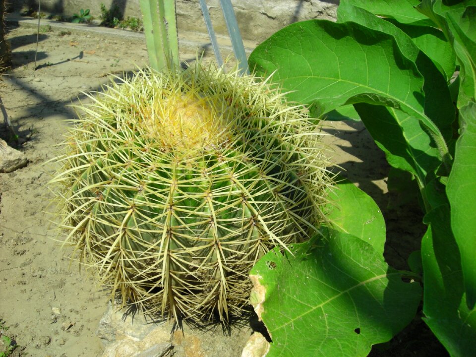 Nature cactus plant