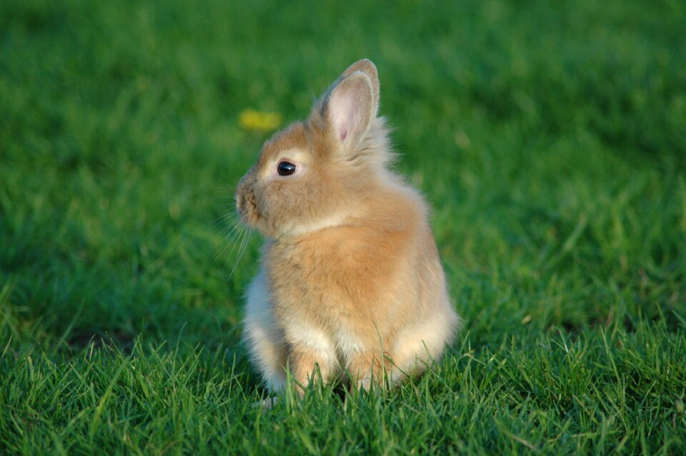 Rabbit grass animals