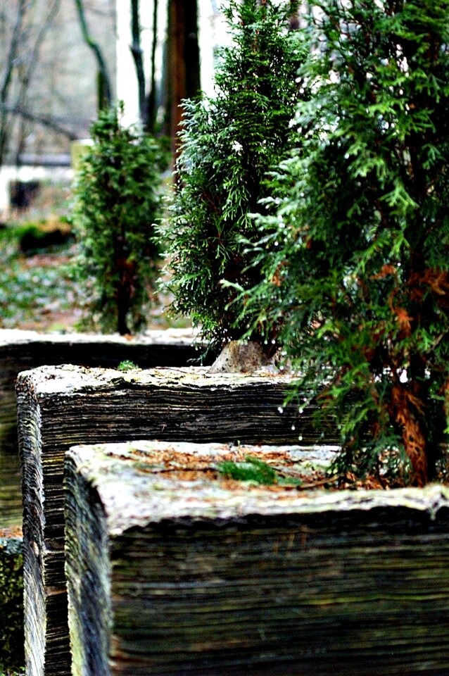 Ordinary thuja burial cemetery