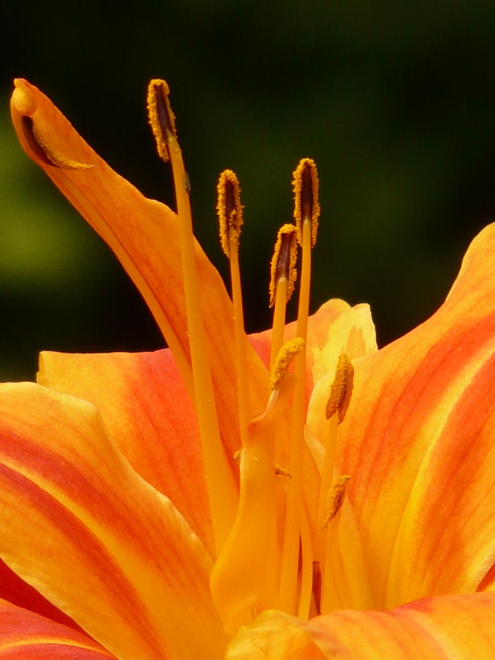 Web wardens daylily daylily hemerocallis