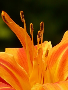 Web wardens daylily daylily hemerocallis photo