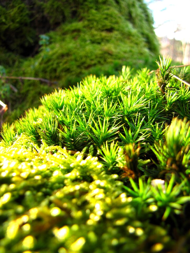 Autumn moss macro