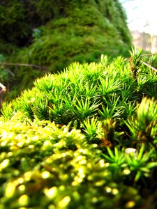 Autumn moss macro