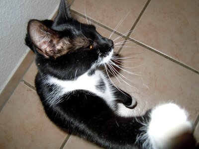 Cat black and white cat pet
