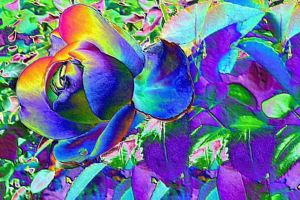 Flowers blossom bloom