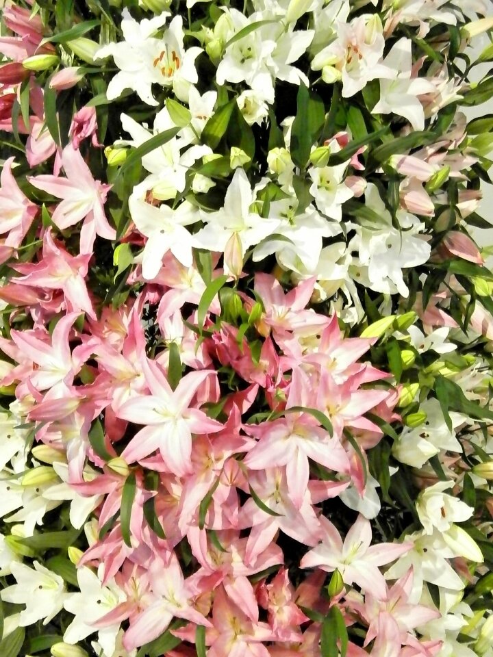 Yuri white pink