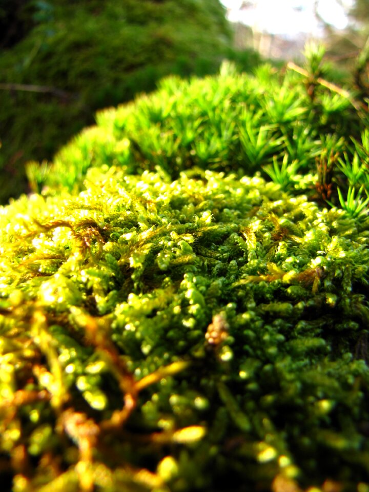 Autumn moss macro