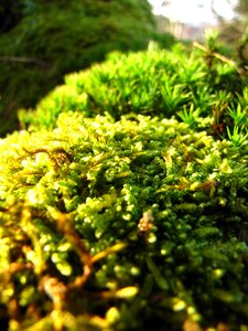 Autumn moss macro