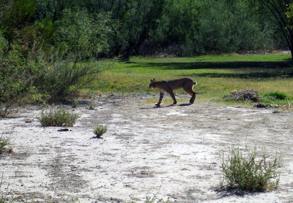 Bobcat feline wildlife photo