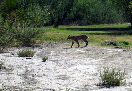 Bobcat feline wildlife