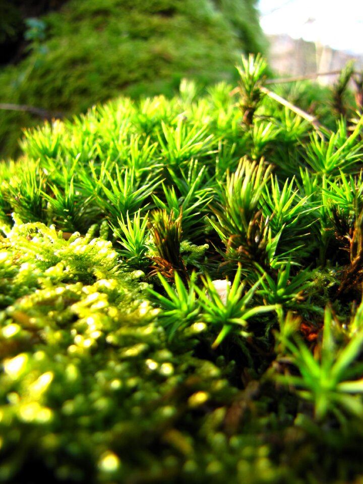 Green nature macro