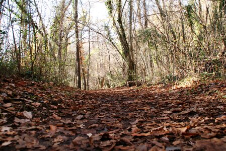 Leaf autumn path