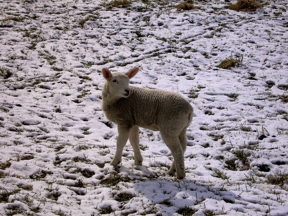 Lamb schäfchen easter