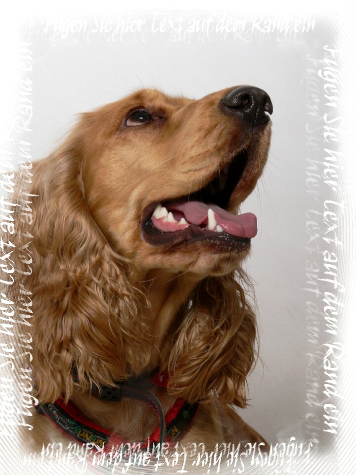 Photography my dog pets