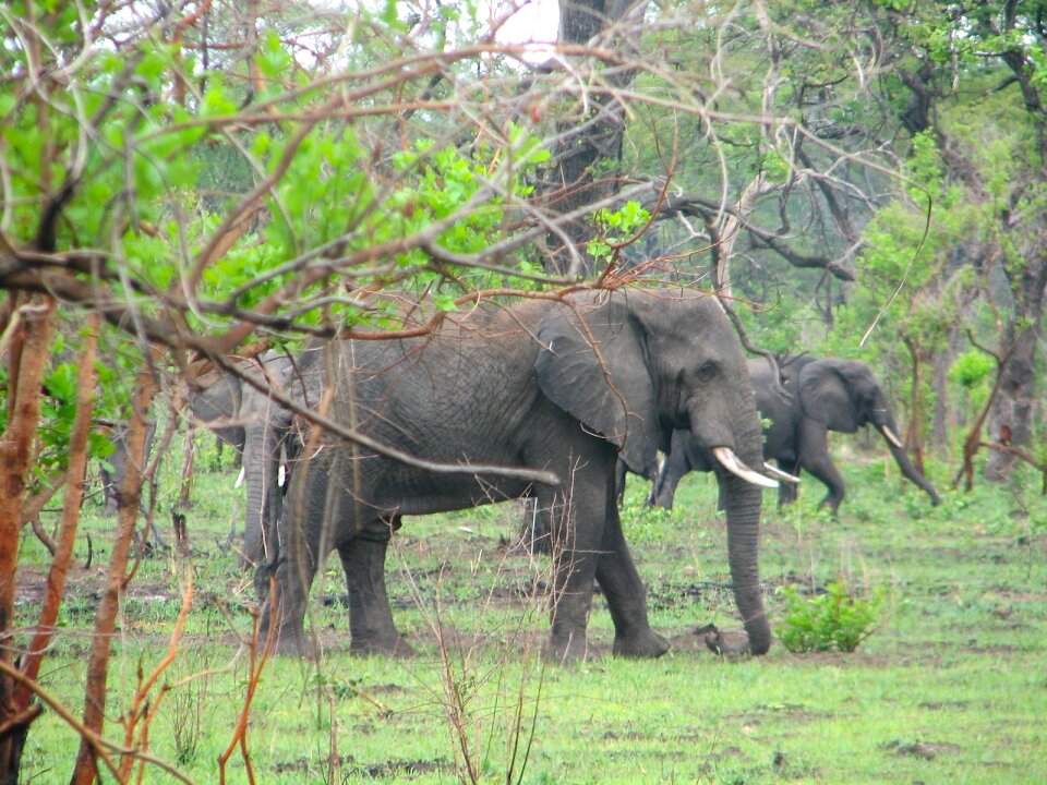 Elephants wildlife bush
