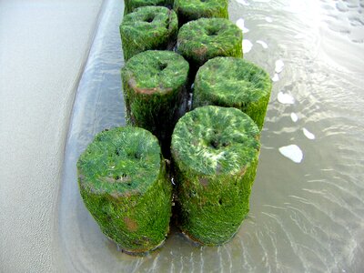 Bungalow seaweed water