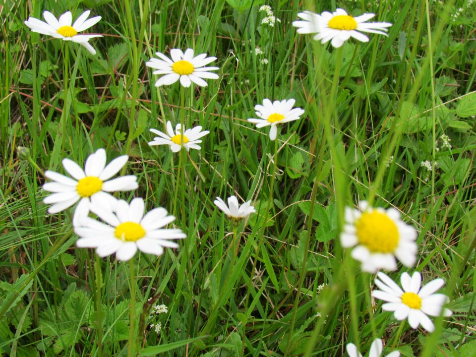 Genuine chamomile wild flowers summer