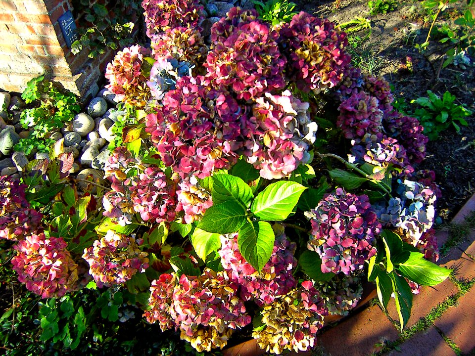 Garden hydrangeas nature