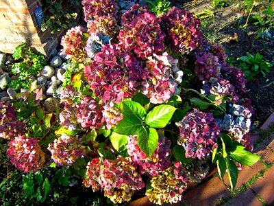 Garden hydrangeas nature