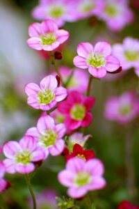 Pink inflorescence dark pink flower