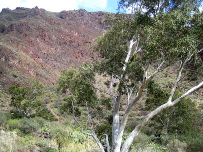 Desert tree earth