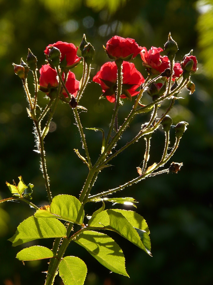 Bloom red red rose