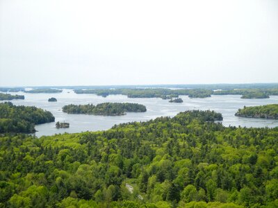 Nature america forest