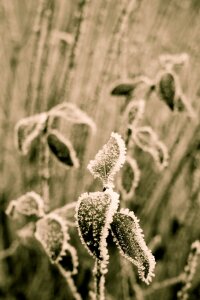 Ice cold nature