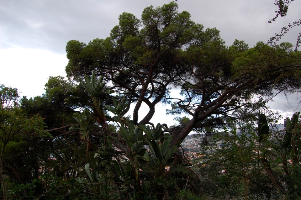 Madeira funchal botanical garden