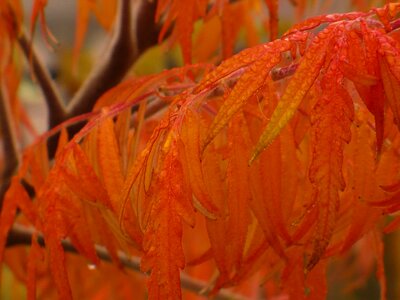 Wood beech wood mood