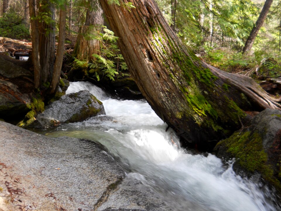 Woods nature silver falls