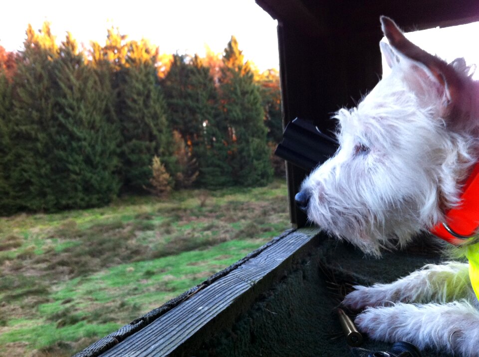 Russel terrier hunting
