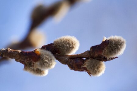 Palm willow kitten willow plant