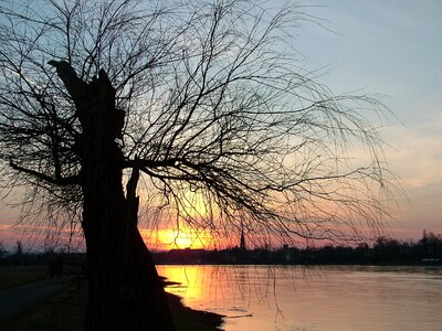 Tree water sunset
