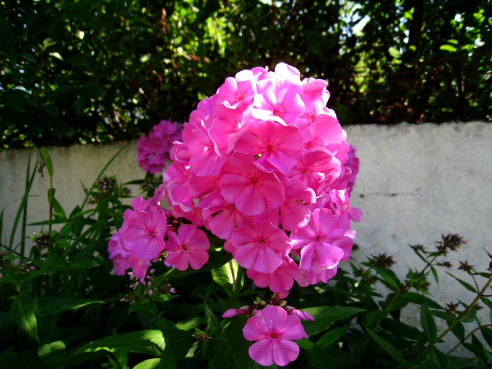 Summer sunshine wall