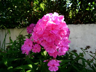 Summer sunshine wall