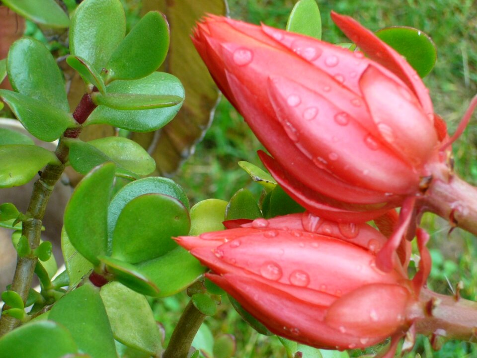 Rain just add water flower buds