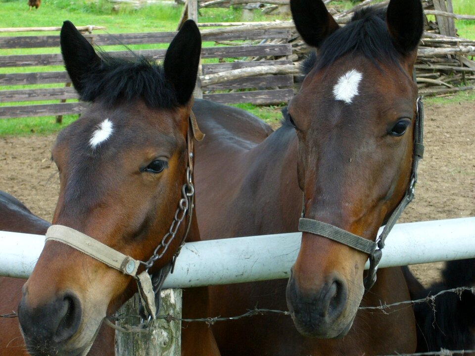 Horses animal brown