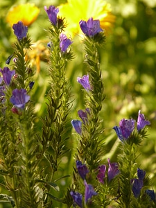 Flower blue flowers photo