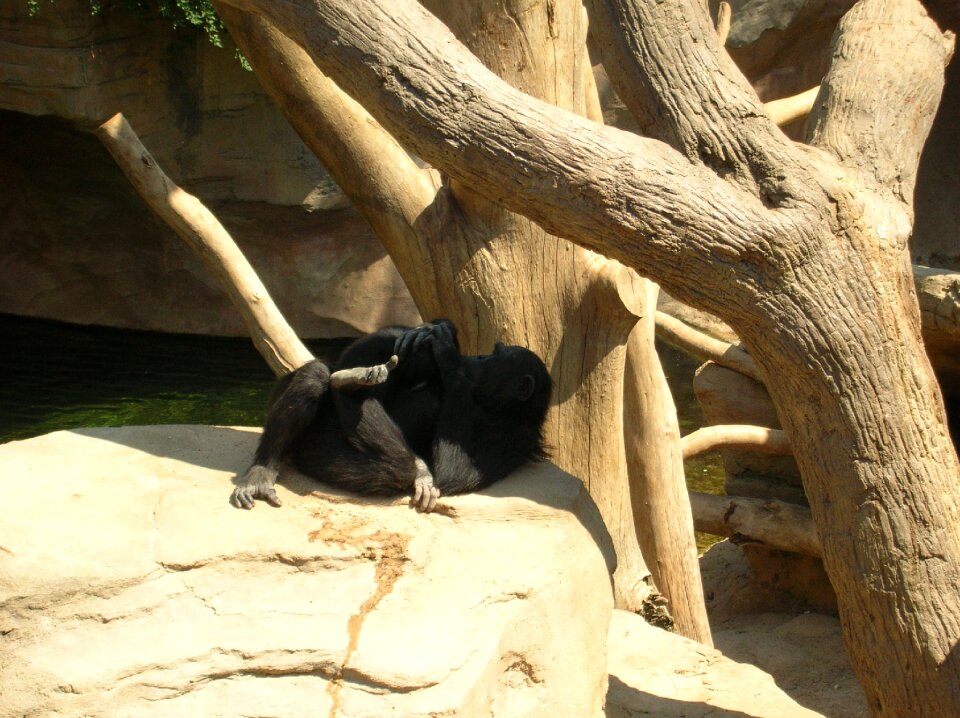 Zoological garden animals mammal