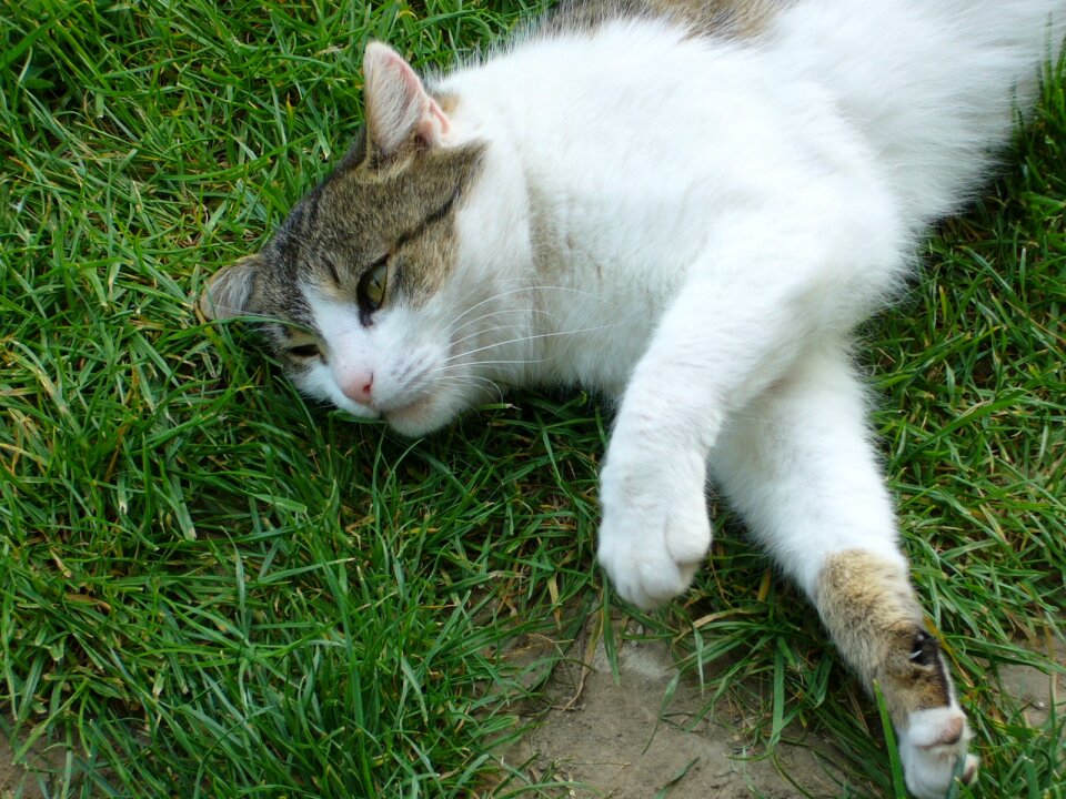 Cat relax grass