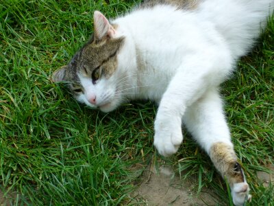 Cat relax grass photo
