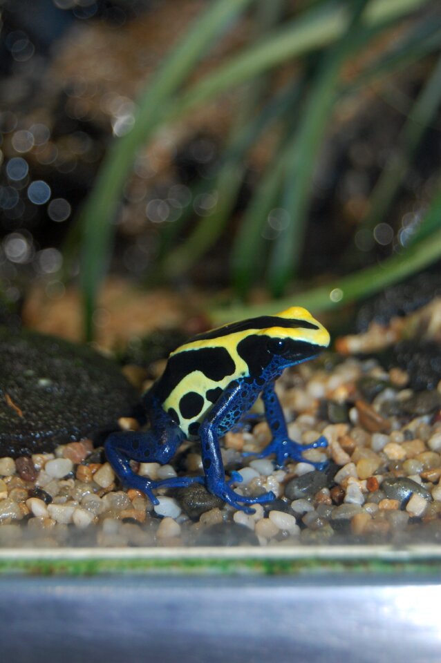 Frog blue yellow toxic
