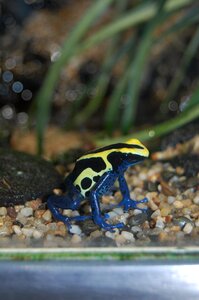 Frog blue yellow toxic