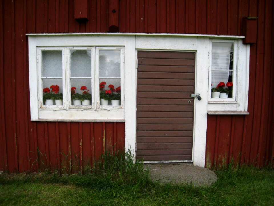 Window flowers geraniums