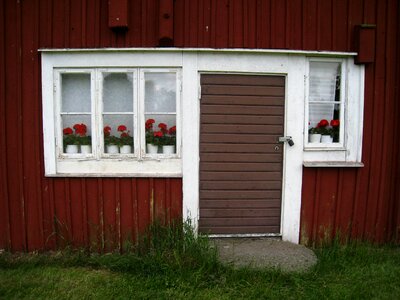 Window flowers geraniums photo