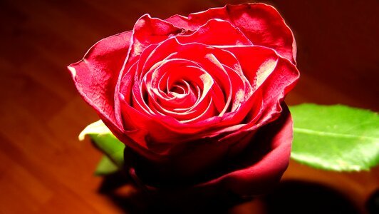 Rose red beauty photo